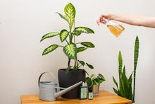 Load image into Gallery viewer, Sea It Gro Liquid Seaweed Plant Fertilizer - 30 ml Counter Display